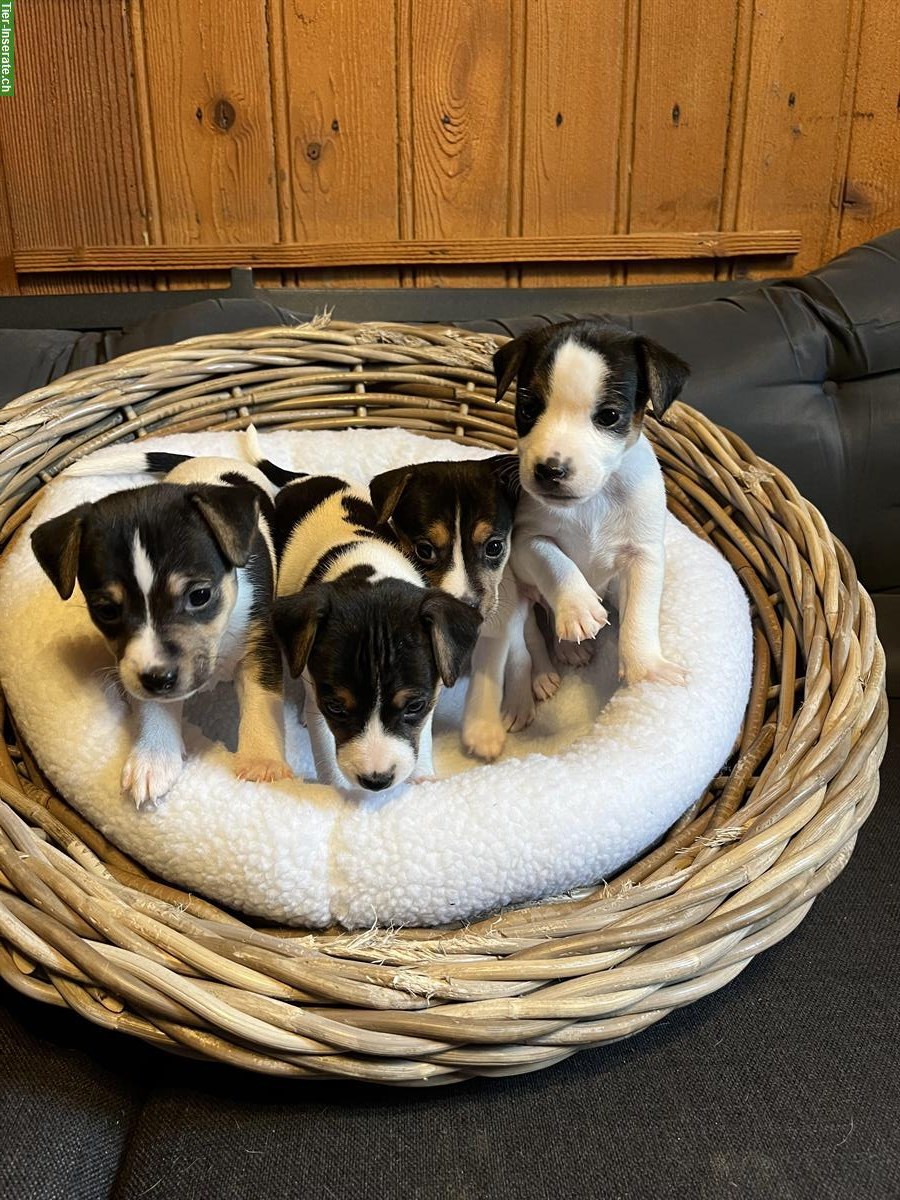 Bild 10: Jack Russell Welpen triccolor zu verkaufen