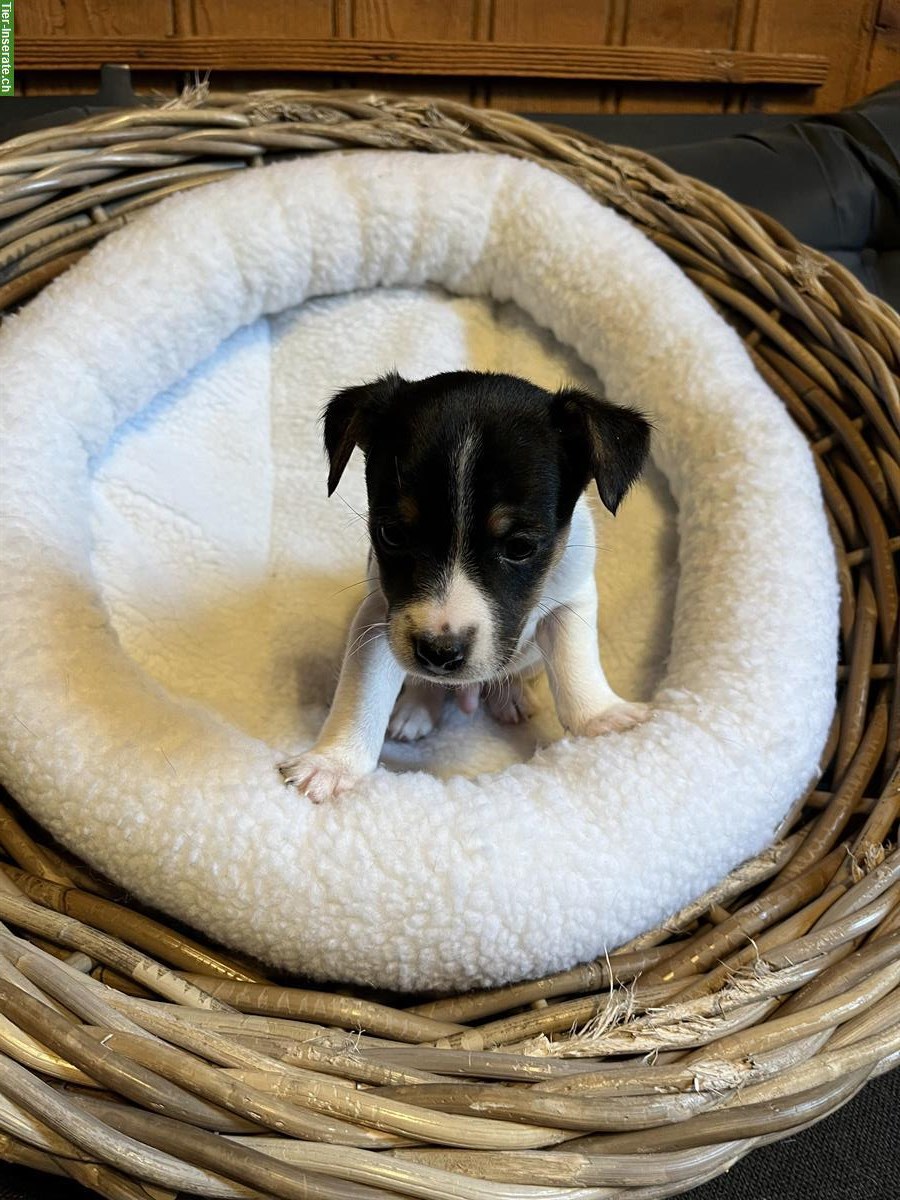 Bild 2: Jack Russell Welpen triccolor zu verkaufen