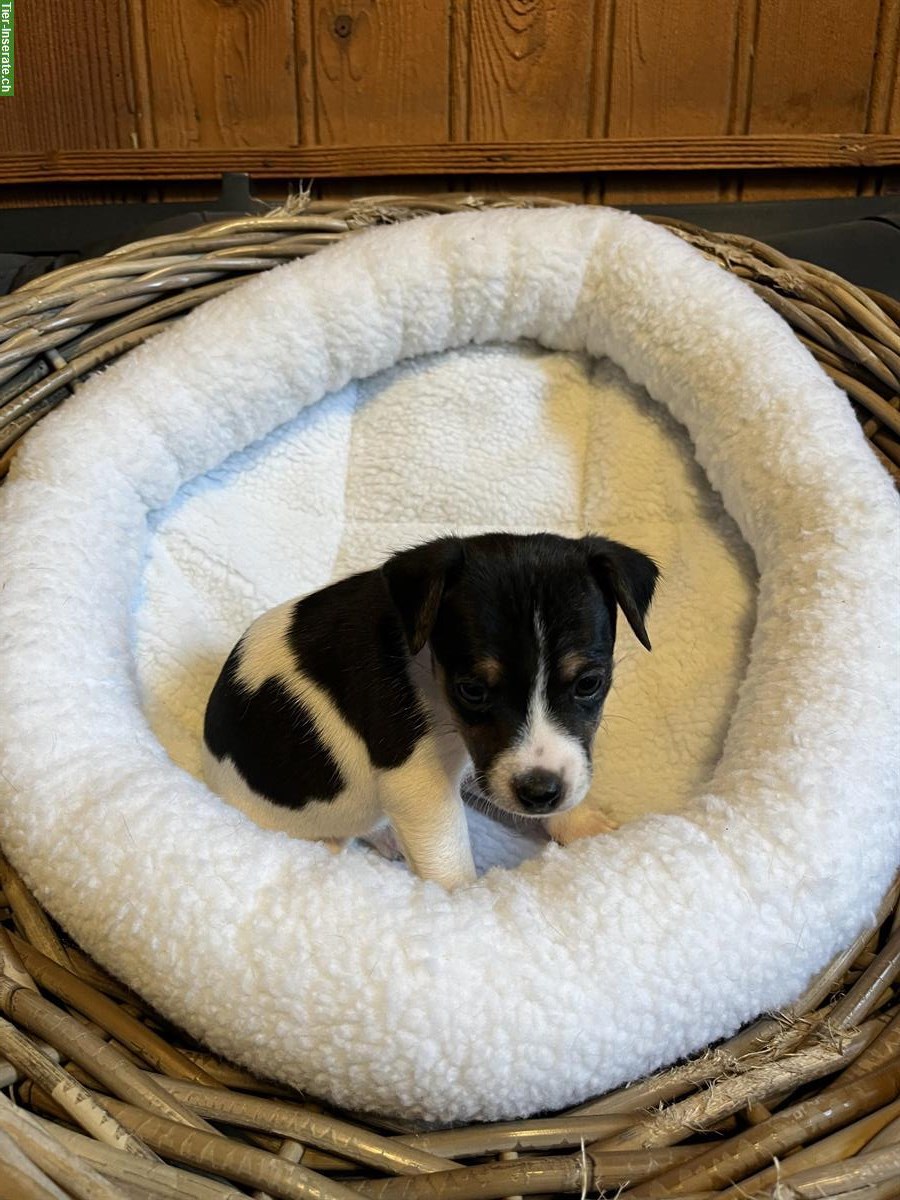 Bild 3: Jack Russell Welpen triccolor zu verkaufen