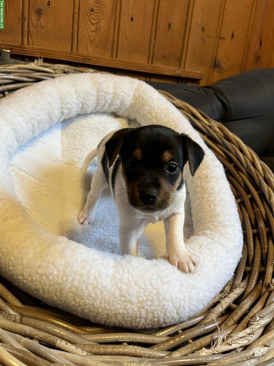 Bild 4: Jack Russell Welpen triccolor zu verkaufen