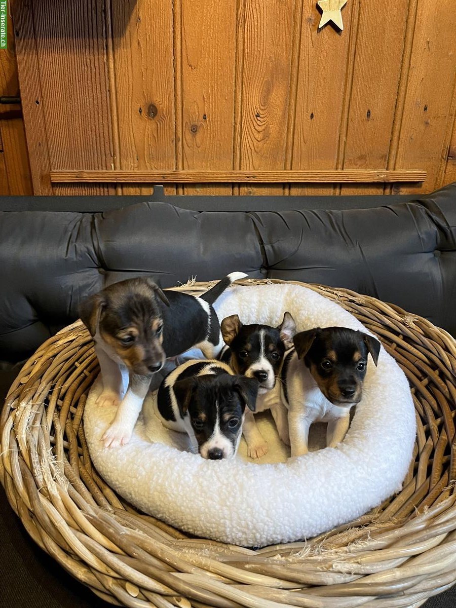 Bild 5: Jack Russell Welpen triccolor zu verkaufen