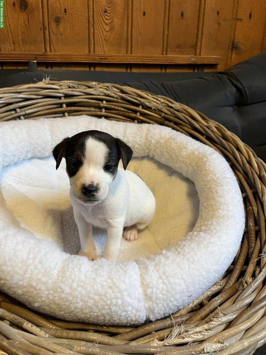Bild 6: Jack Russell Welpen triccolor zu verkaufen