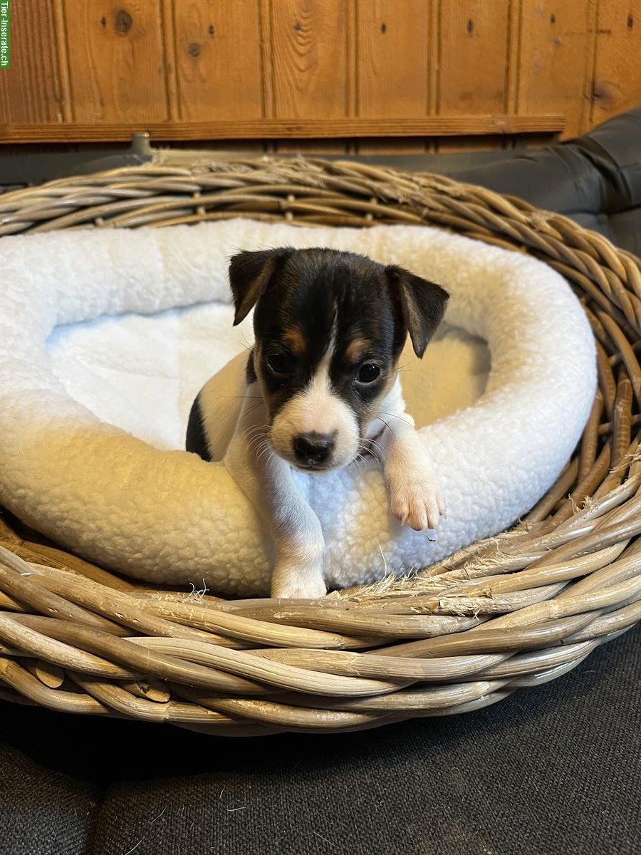 Bild 7: Jack Russell Welpen triccolor zu verkaufen