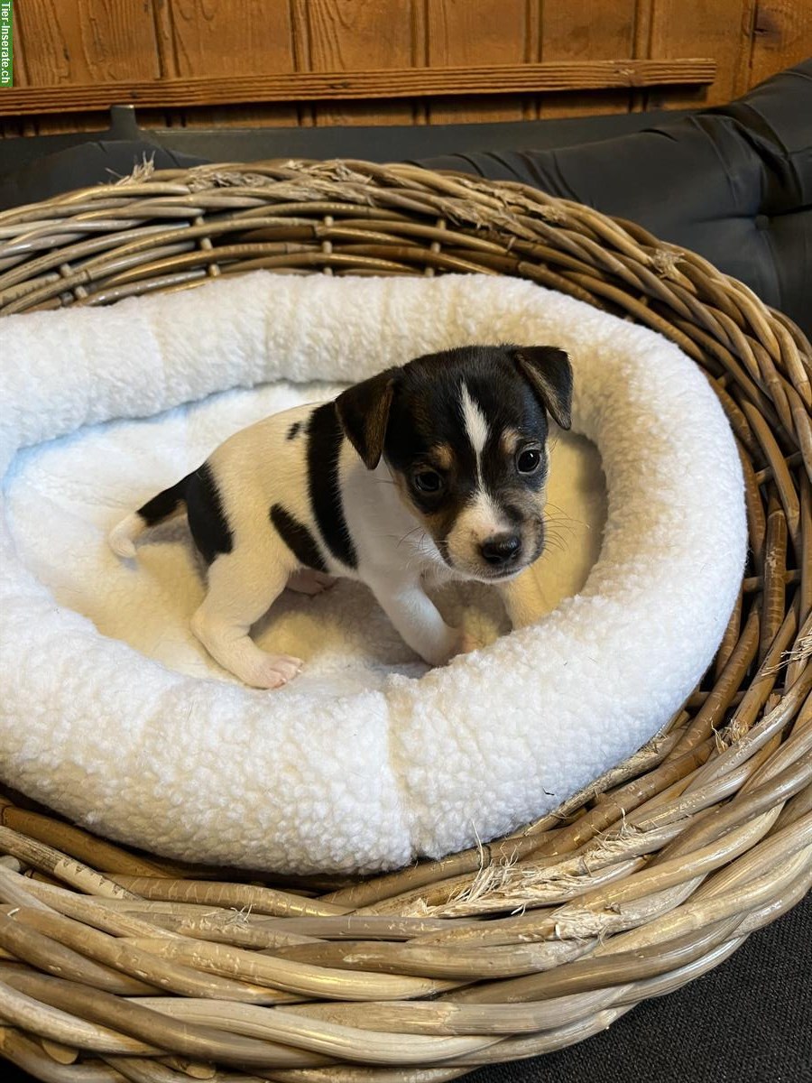 Bild 8: Jack Russell Welpen triccolor zu verkaufen