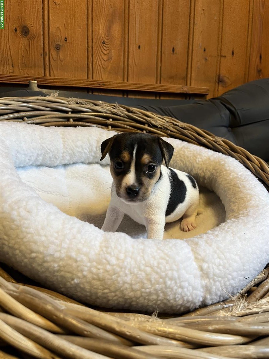 Bild 9: Jack Russell Welpen triccolor zu verkaufen