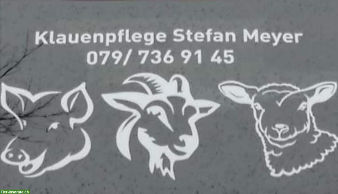 Klauenpflege bei Minipig Schweine, Schafe und Ziegen