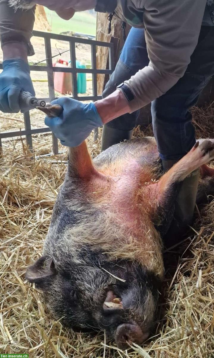 Bild 2: Klauenpflege bei Minipig Schweine, Schafe und Ziegen