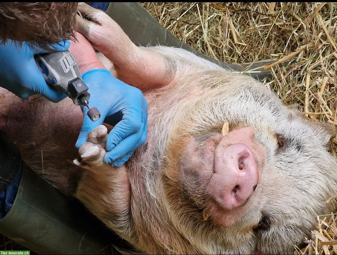 Bild 3: Klauenpflege bei Minipig Schweine, Schafe und Ziegen