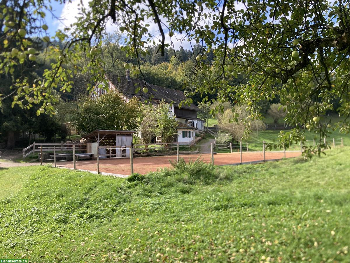 Freie Plätze in privatem Pony-Offenstall in Schönenberg TG
