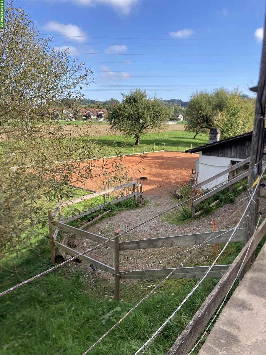 Bild 2: Freie Plätze in privatem Pony-Offenstall in Schönenberg TG