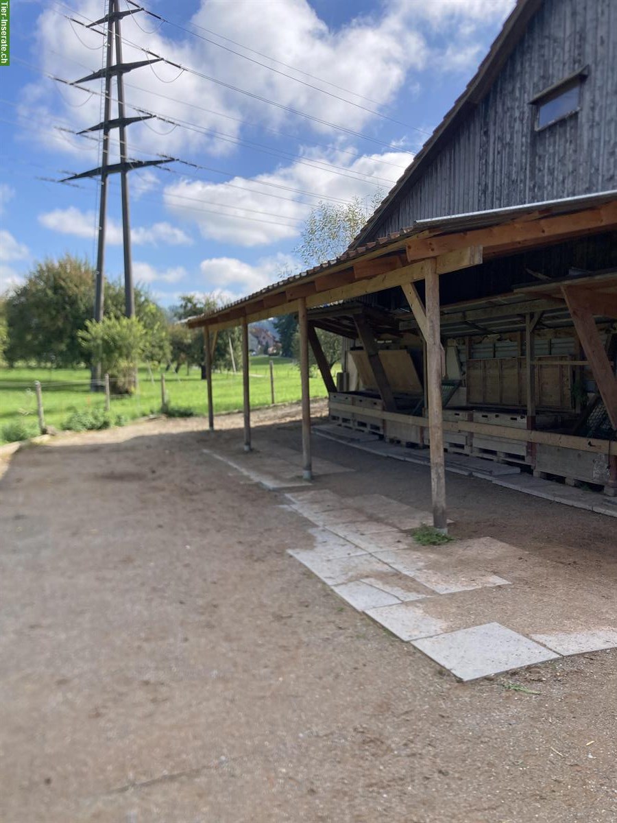 Bild 3: Freie Plätze in privatem Pony-Offenstall in Schönenberg TG
