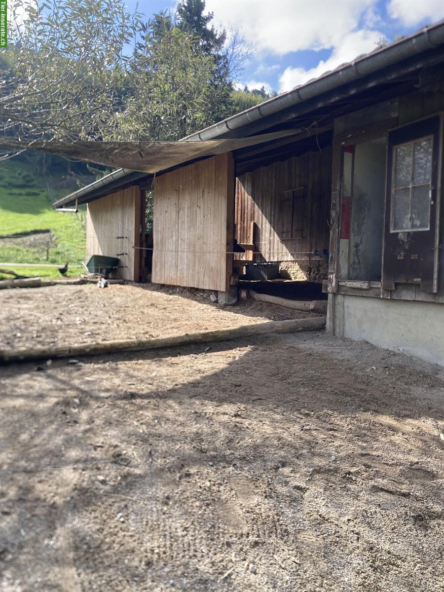 Bild 4: Freie Plätze in privatem Pony-Offenstall in Schönenberg TG
