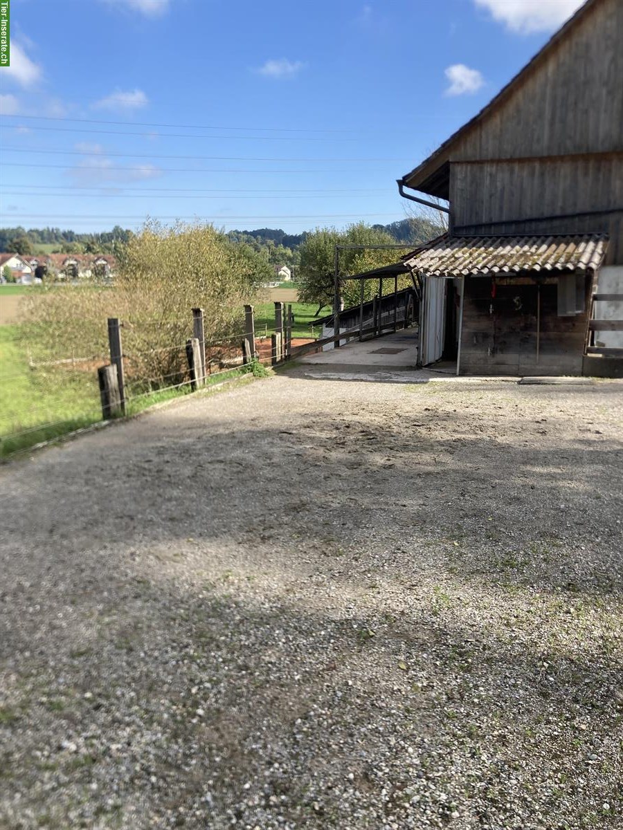 Bild 6: Freie Plätze in privatem Pony-Offenstall in Schönenberg TG