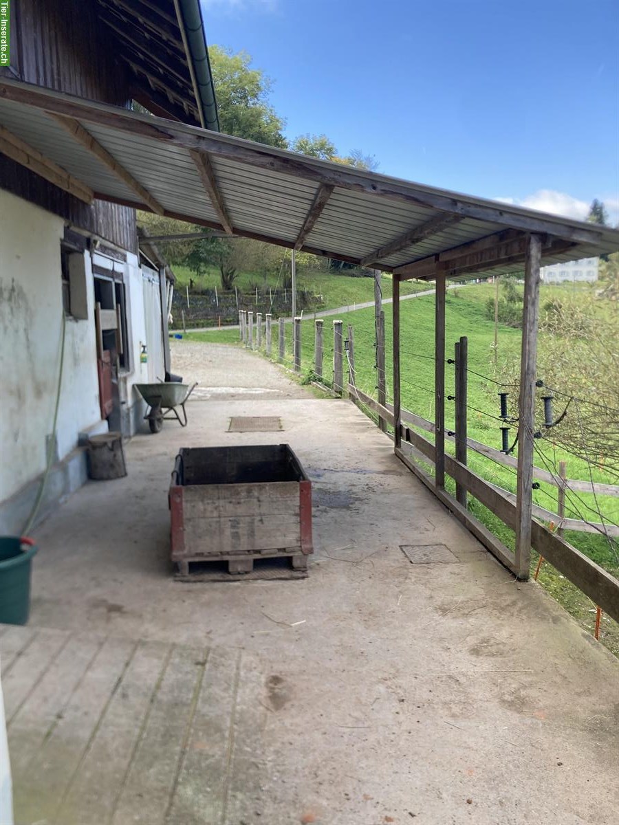 Bild 7: Freie Plätze in privatem Pony-Offenstall in Schönenberg TG