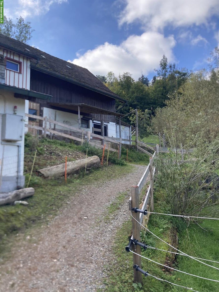 Bild 8: Freie Plätze in privatem Pony-Offenstall in Schönenberg TG