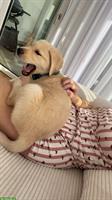 Labrador x Golden Retriever Welpe, Rüde, blond