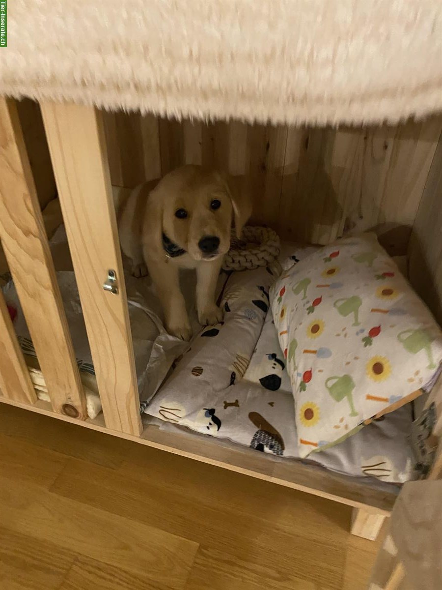 Bild 2: Labrador x Golden Retriever Welpe, Rüde, blond