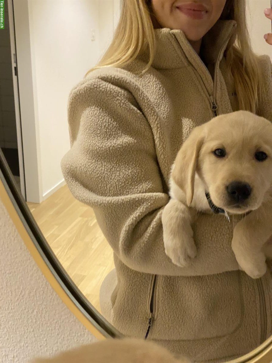 Bild 3: Labrador x Golden Retriever Welpe, Rüde, blond