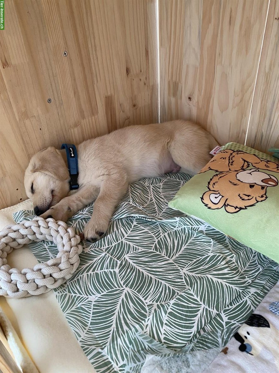 Bild 4: Labrador x Golden Retriever Welpe, Rüde, blond
