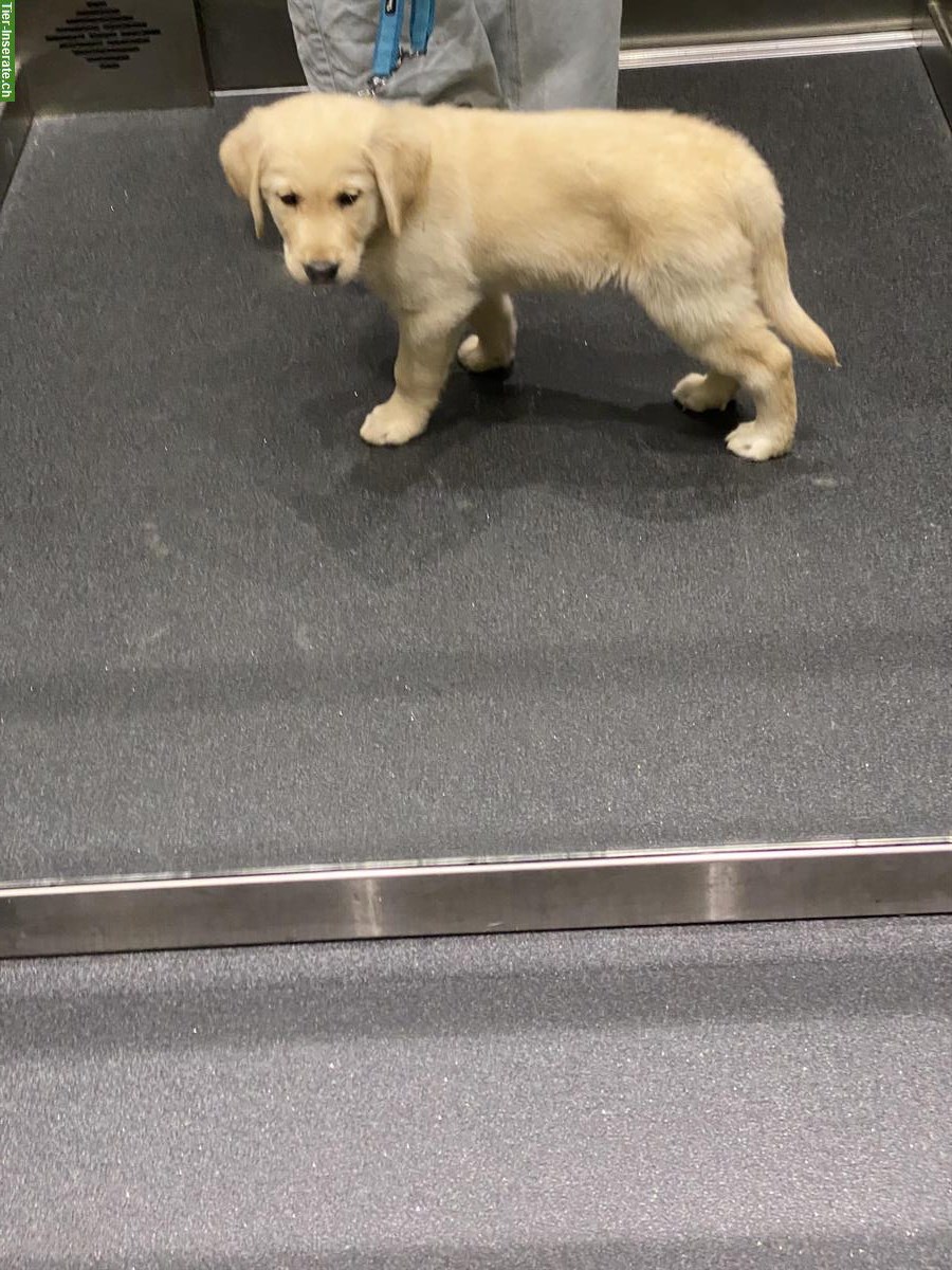 Bild 5: Labrador x Golden Retriever Welpe, Rüde, blond