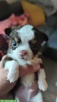 Wunderschöne Chihuahua Welpen zu verkaufen