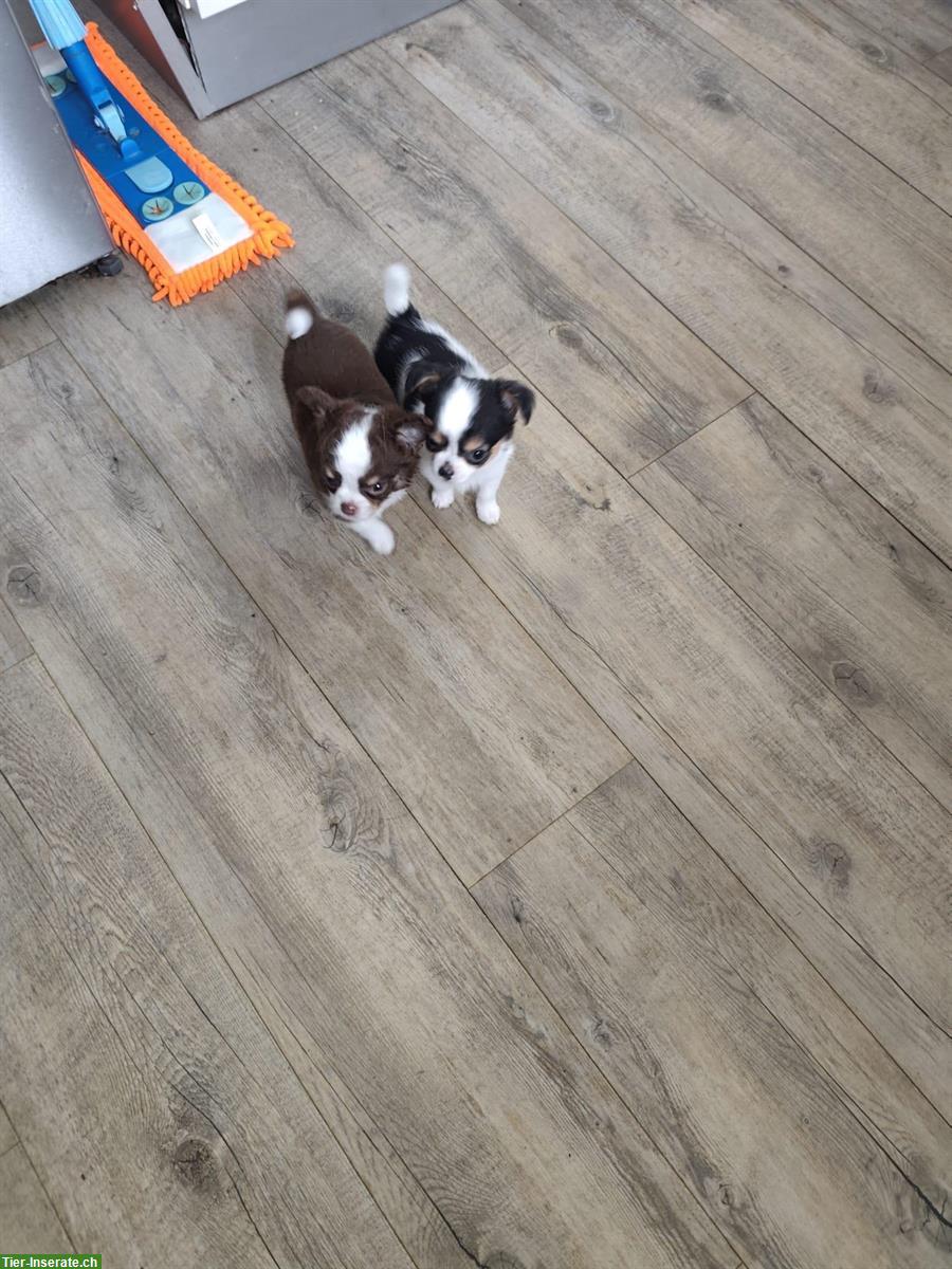 Bild 2: Wunderschöne Chihuahua Welpen zu verkaufen
