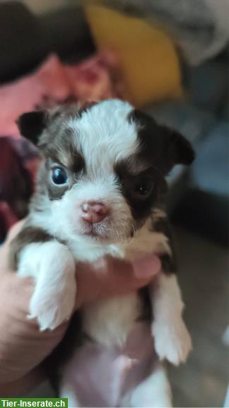 Bild 3: Wunderschöne Chihuahua Welpen zu verkaufen