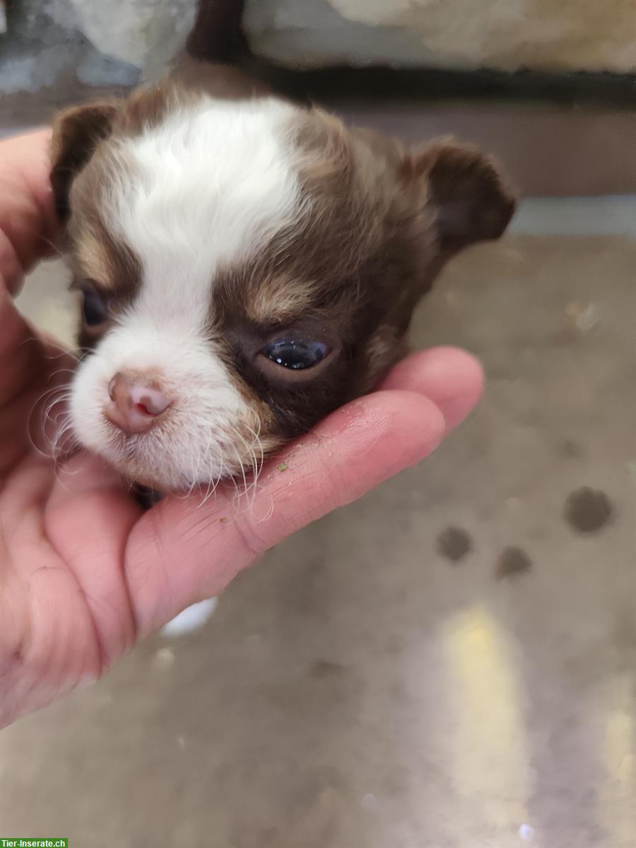 Bild 5: Wunderschöne Chihuahua Welpen zu verkaufen