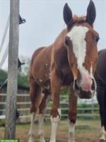 2.5-jährige Schweizer Warmblut Stute zu verkaufen
