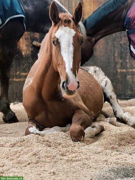 Bild 2: 2.5-jährige Schweizer Warmblut Stute zu verkaufen