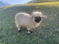 Walliser Schwarznasenschaf Widder