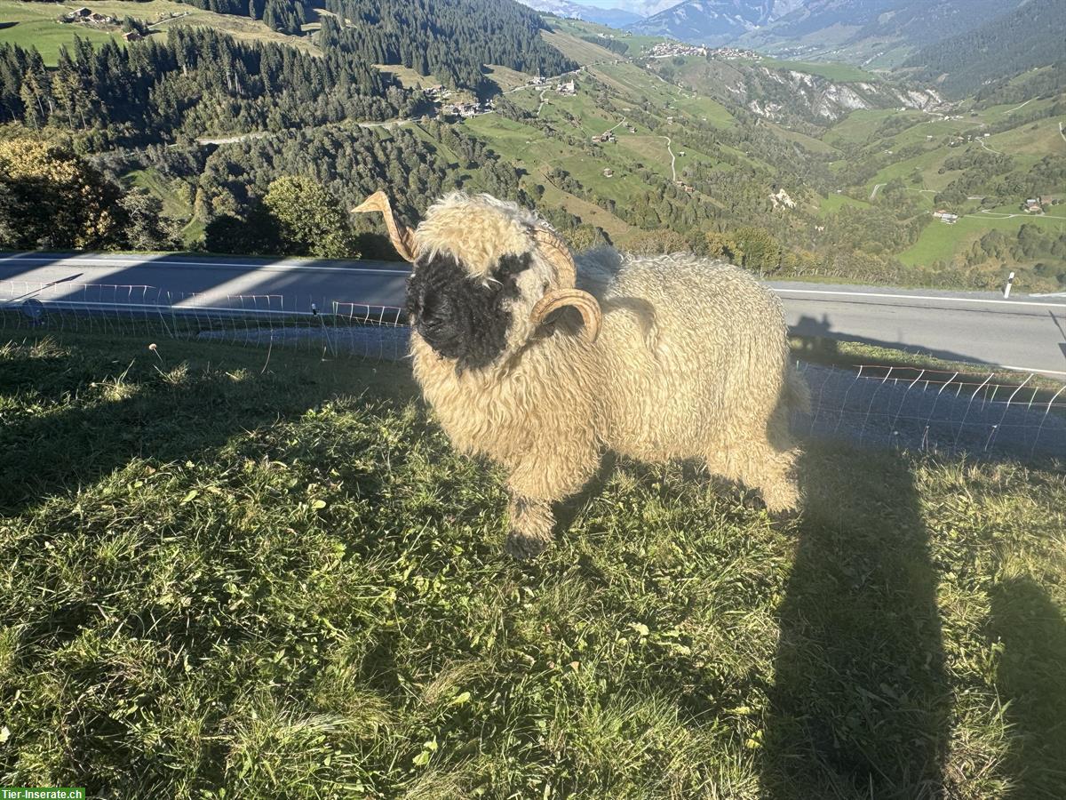 Bild 2: Walliser Schwarznasenschaf Widder, 2-jährig