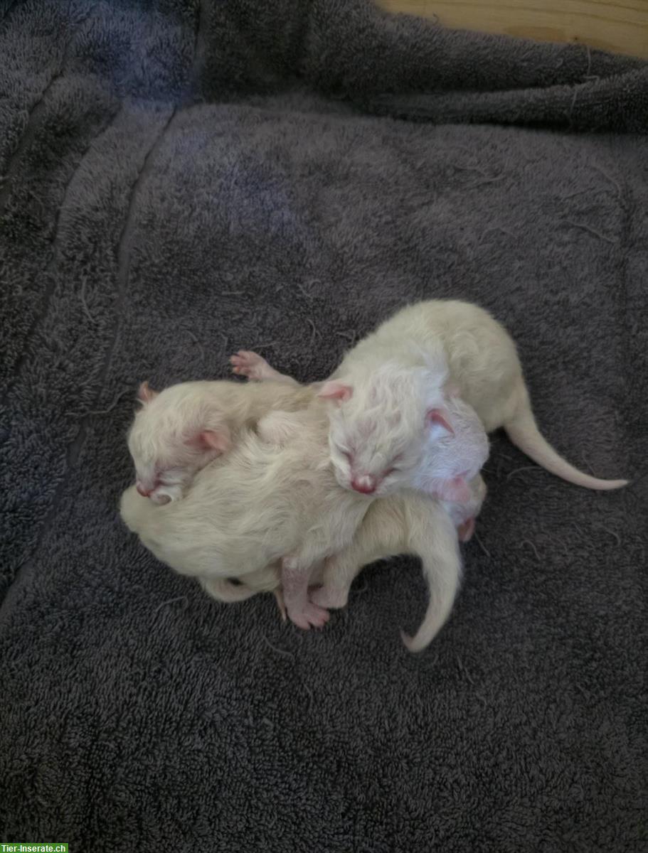 Wunderschöne Heilige Birma Kitten zu verkaufen