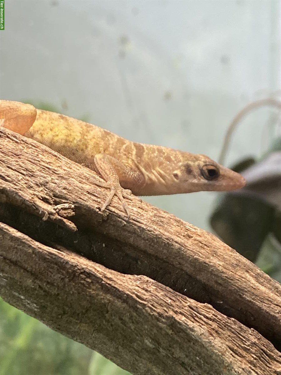 Paar Anolis pogus, Blauaugenanolis abzugeben