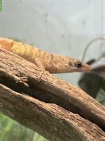 Paar Anolis pogus, Blauaugenanolis abzugeben