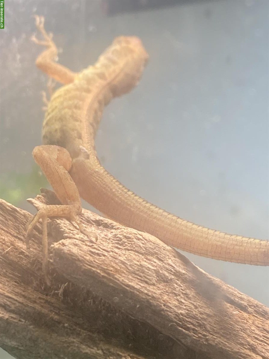 Bild 2: Paar Anolis pogus, Blauaugenanolis abzugeben