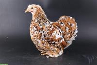 Zwerg-Cochin Hennen, verschiedene Farben
