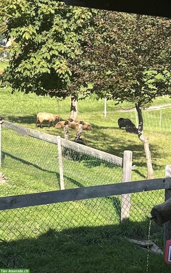 Junge Ouessantschafe abzugeben