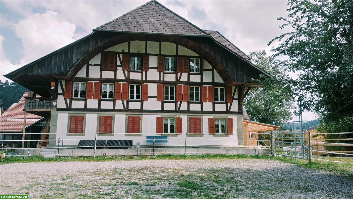 Bild 3: Reiterhof unbefristet zu vermieten
