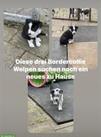 Border Collie Welpen, reinrassig mit Stammbaum