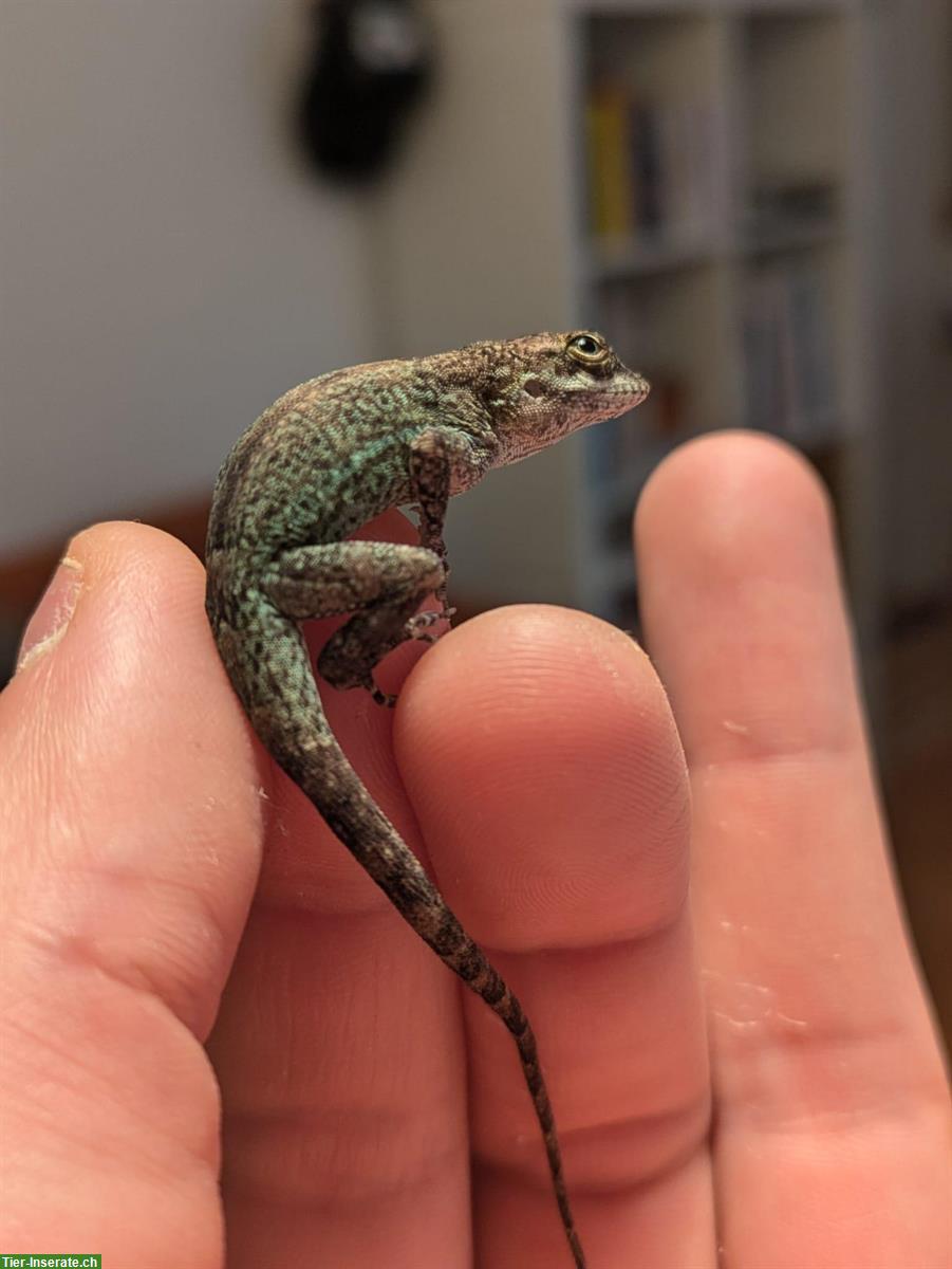 Bild 2: Anolis leachii babys and youngs available