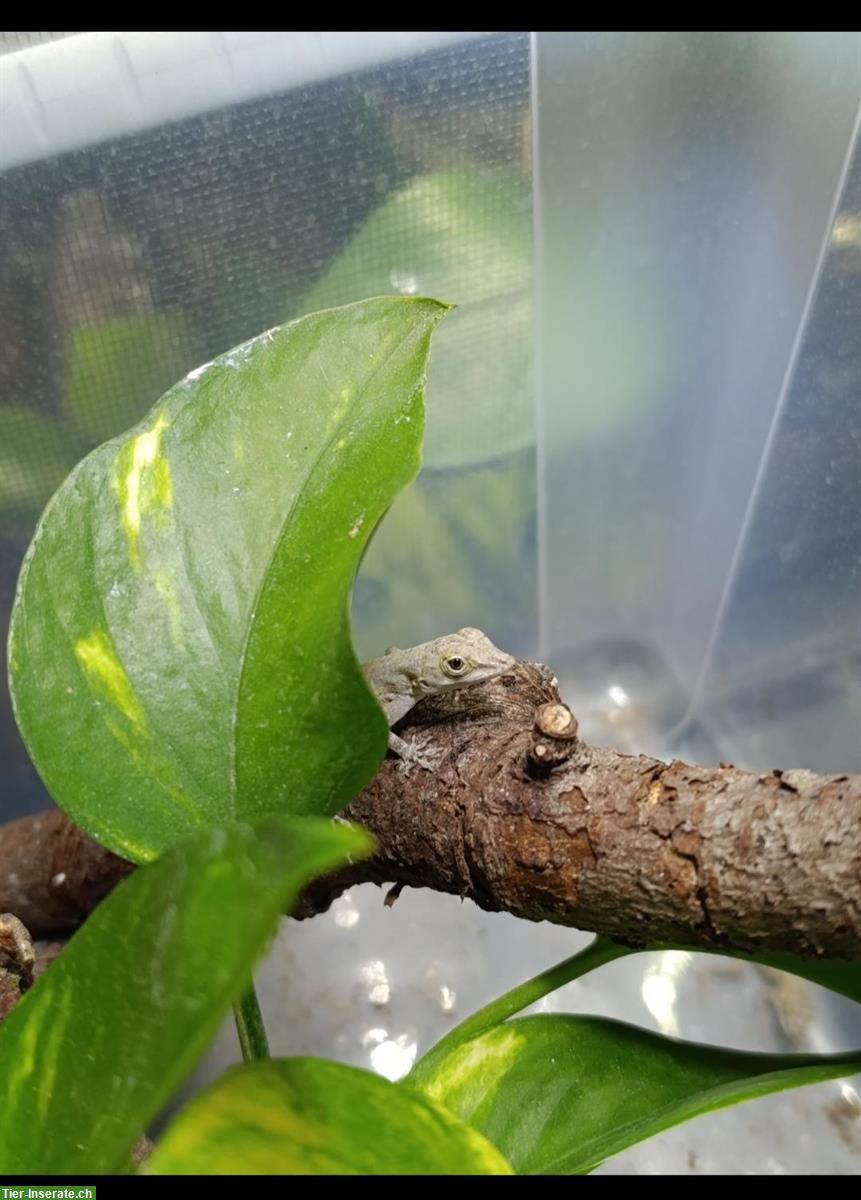 Bild 3: Anolis leachii babys and youngs available