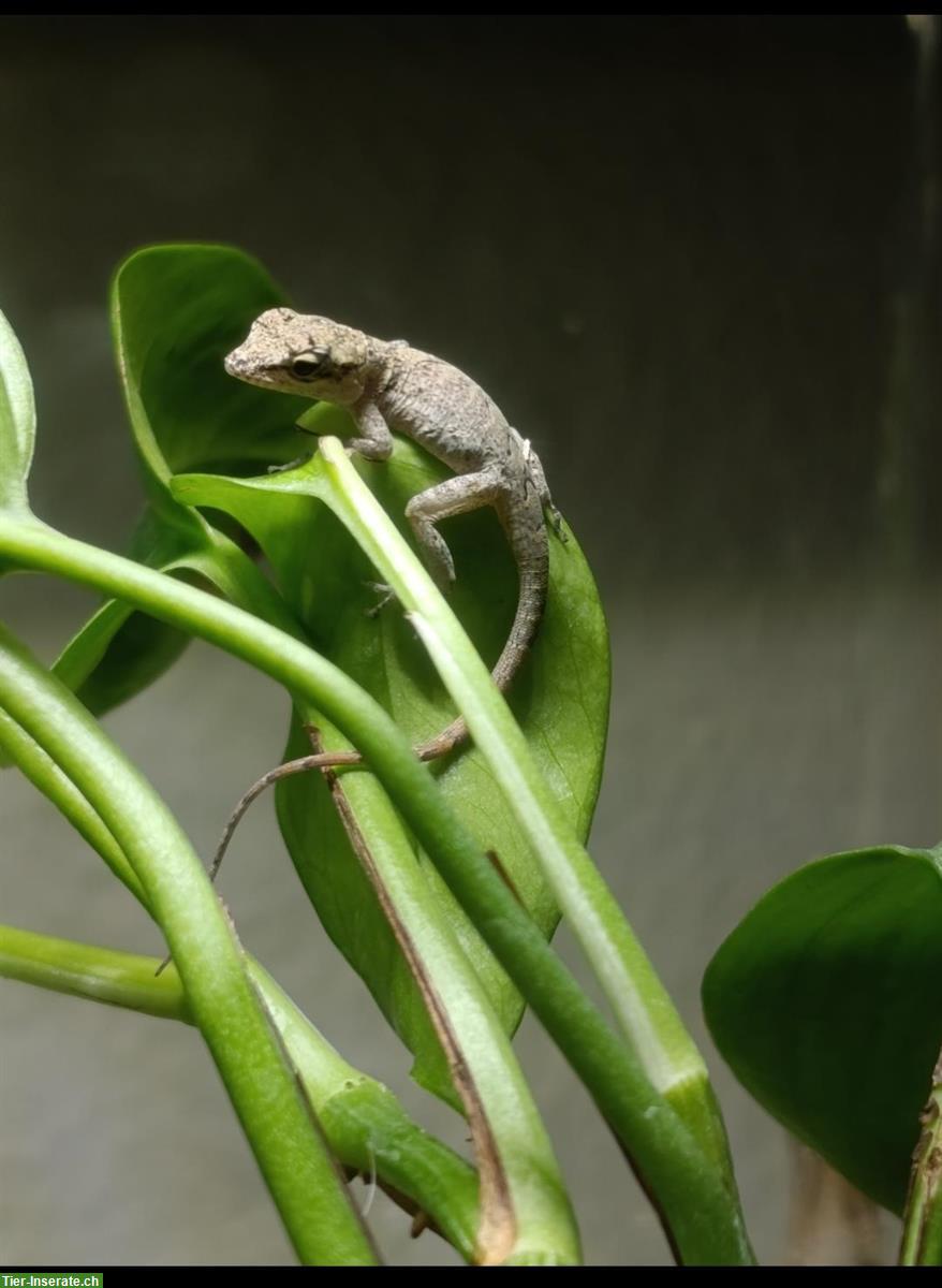 Bild 4: Anolis leachii babys and youngs available