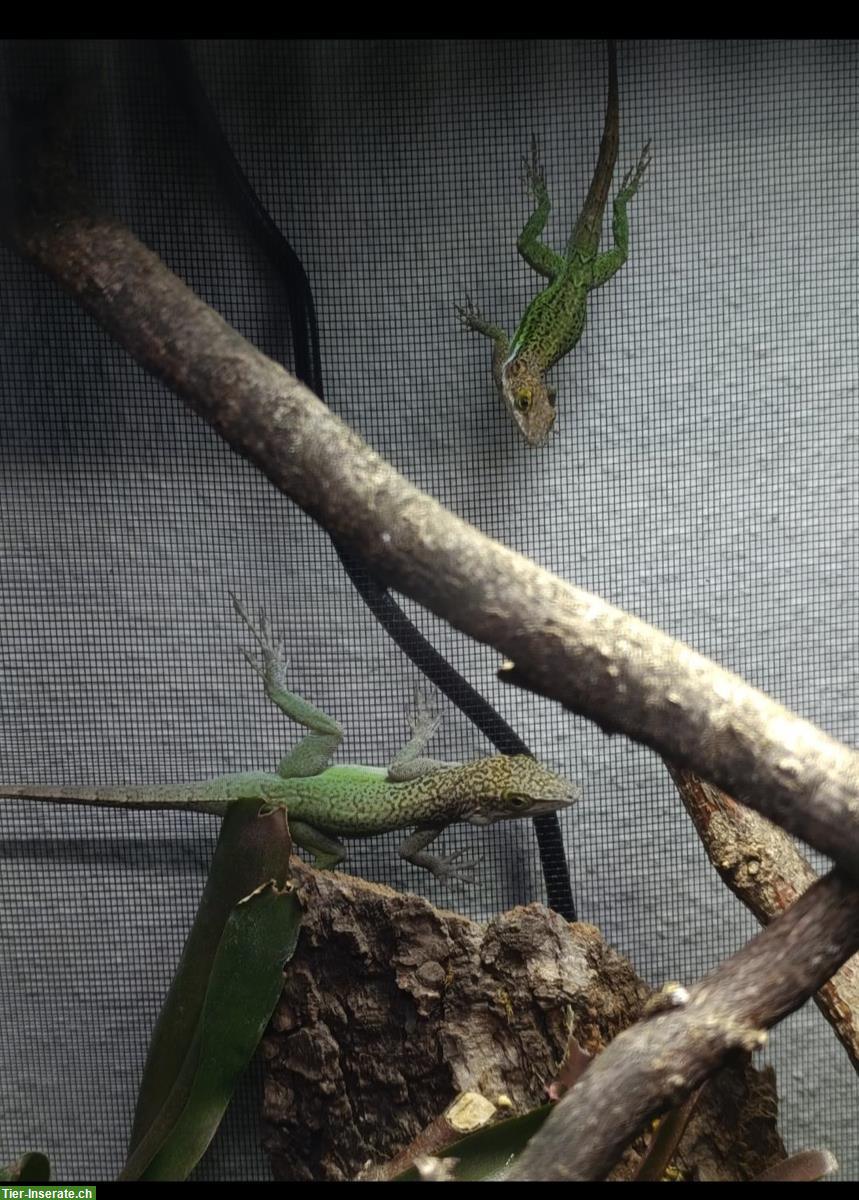 Bild 5: Anolis leachii babys and youngs available