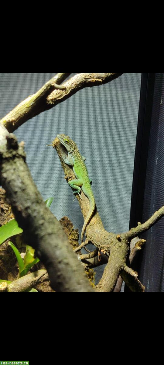 Bild 6: Anolis leachii babys and youngs available