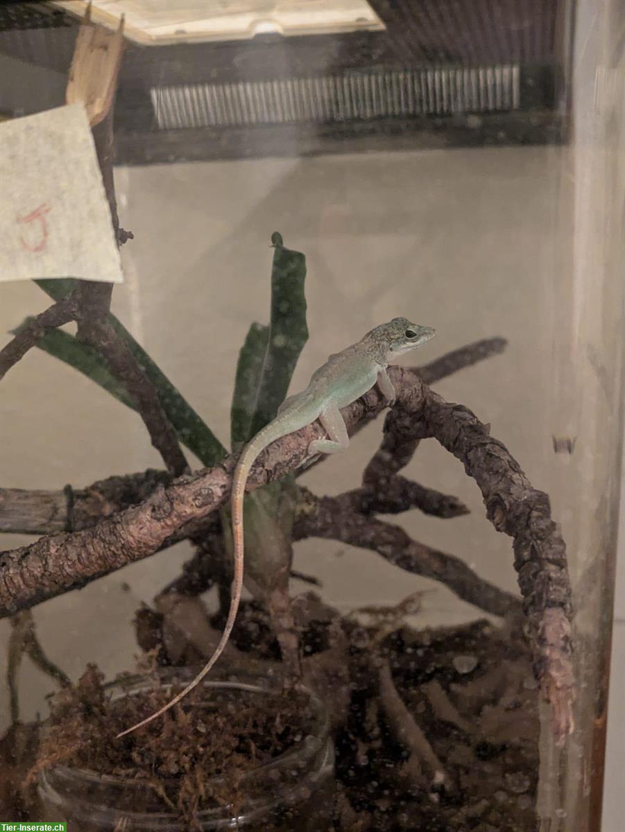 Bild 7: Anolis leachii babys and youngs available