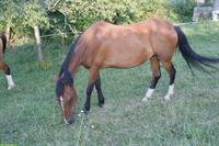Braune Paso Fino Stute