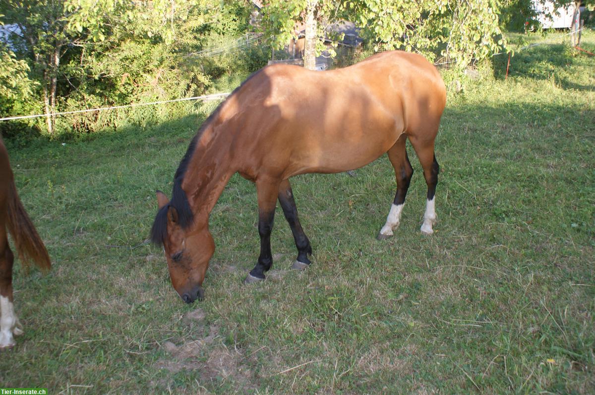Bild 2: Braune Paso Fino Stute