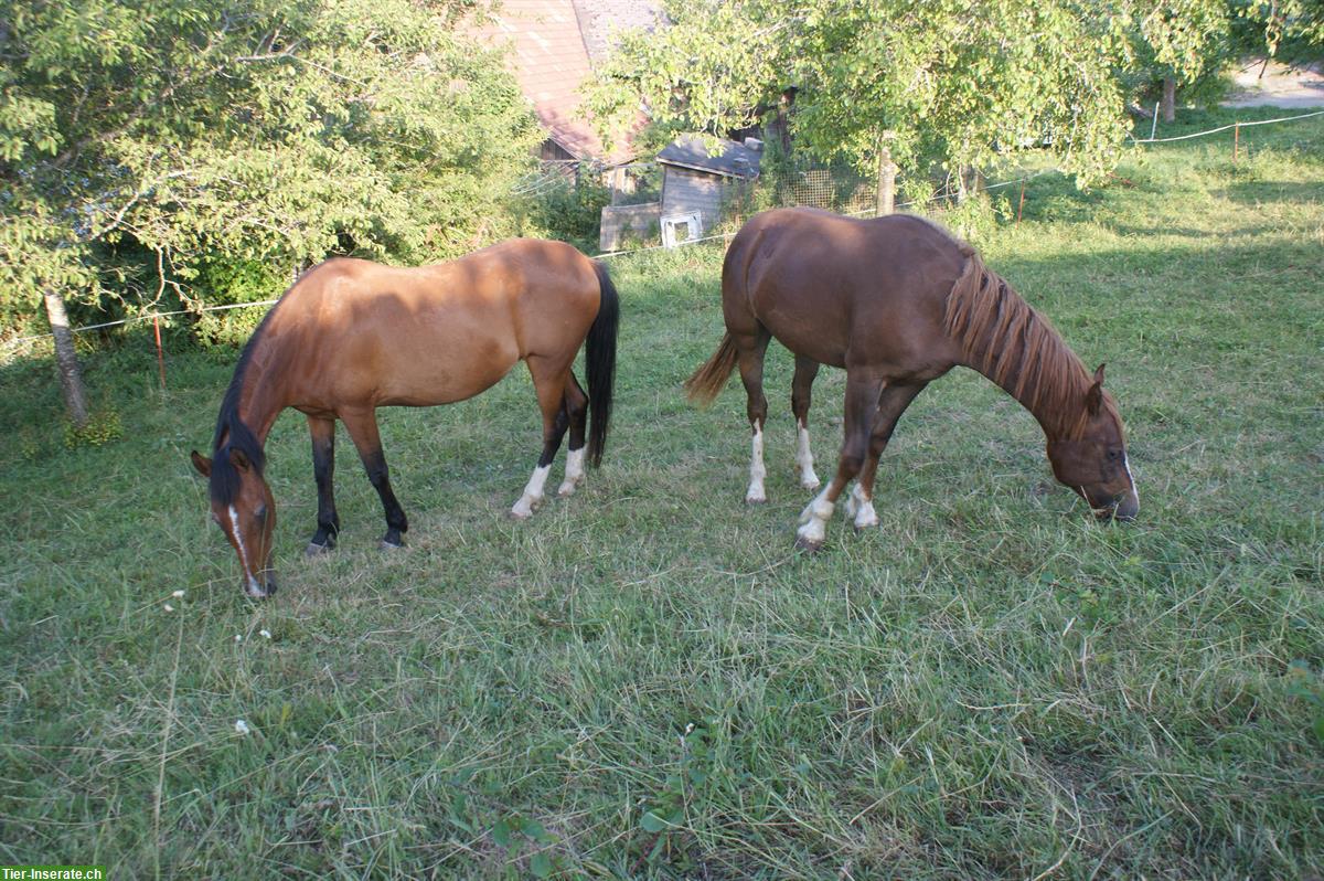 Bild 3: Braune Paso Fino Stute