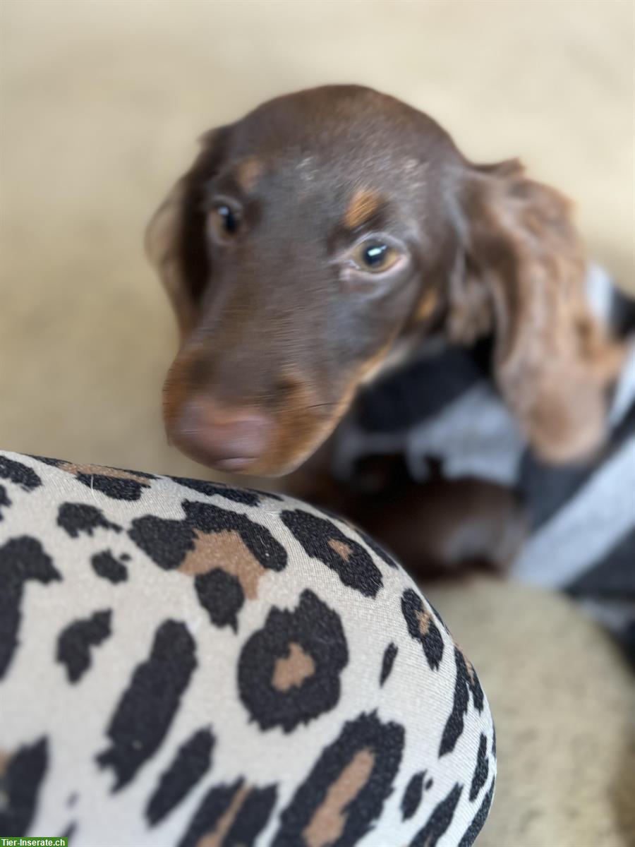 Bild 6: Amerikanische Zwergdackel Welpen suchen passende Zuhause